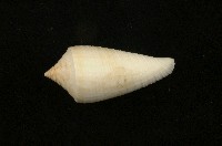 藏品(木乃伊芋螺)的圖片